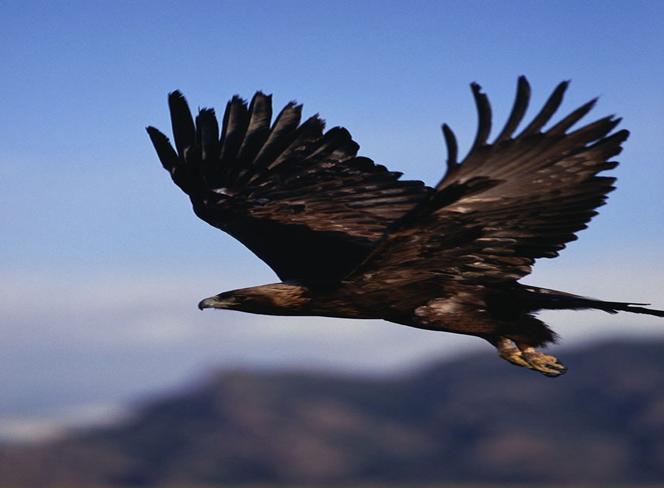 Eagle